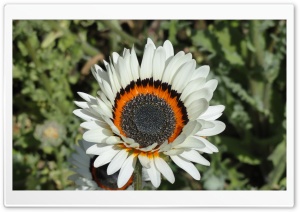 Amazing Flowers Ultra HD Wallpaper for 4K UHD Widescreen desktop, tablet & smartphone
