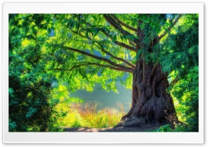 Amazing Forest Ultra HD Wallpaper for 4K UHD Widescreen desktop, tablet & smartphone