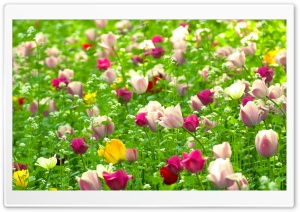 Amazing Tulip Field Ultra HD Wallpaper for 4K UHD Widescreen desktop, tablet & smartphone