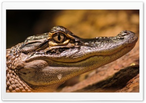American Alligator Ultra HD Wallpaper for 4K UHD Widescreen desktop, tablet & smartphone
