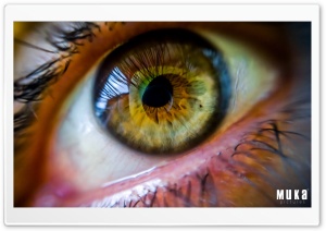 An Amazing Green Male Eye Ultra HD Wallpaper for 4K UHD Widescreen desktop, tablet & smartphone