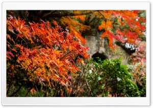 An Autumn Day Ultra HD Wallpaper for 4K UHD Widescreen desktop, tablet & smartphone