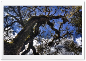 Anderson Valley - Tree Ultra HD Wallpaper for 4K UHD Widescreen desktop, tablet & smartphone