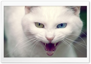 Angry Cat Ultra HD Wallpaper for 4K UHD Widescreen desktop, tablet & smartphone