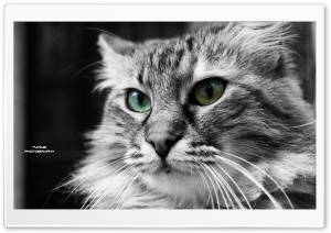 Angry Cat Ultra HD Wallpaper for 4K UHD Widescreen desktop, tablet & smartphone