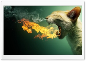 Angry cat Ultra HD Wallpaper for 4K UHD Widescreen desktop, tablet & smartphone