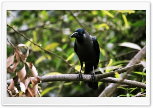 Angry crow Ultra HD Wallpaper for 4K UHD Widescreen desktop, tablet & smartphone