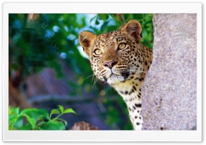Animal Ultra HD Wallpaper for 4K UHD Widescreen desktop, tablet & smartphone