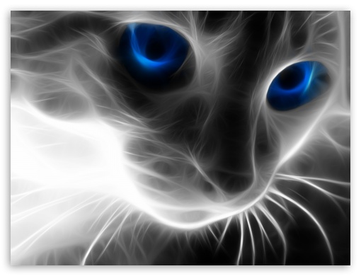 Animal Cat UltraHD Wallpaper for Standard 4:3 Fullscreen UXGA XGA SVGA ; iPad 1/2/Mini ; Mobile 4:3 - UXGA XGA SVGA ;