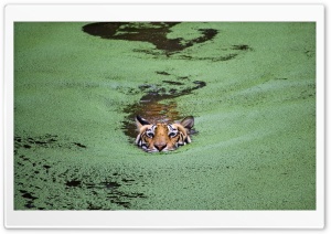 Animal, Tiger Ultra HD Wallpaper for 4K UHD Widescreen desktop, tablet & smartphone