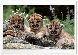 Animals Beasts Picture Ultra HD Wallpaper for 4K UHD Widescreen desktop, tablet & smartphone