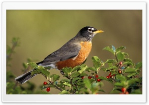 Animals Birds Bird On Branch Ultra HD Wallpaper for 4K UHD Widescreen desktop, tablet & smartphone