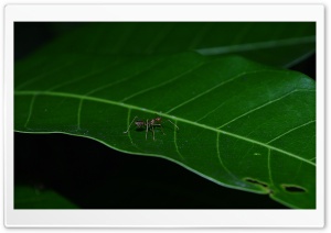 Ant Ultra HD Wallpaper for 4K UHD Widescreen desktop, tablet & smartphone