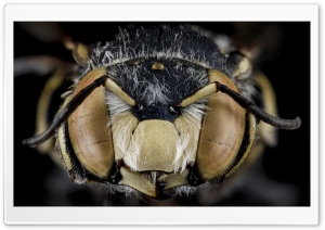 Anthidium Maculifrons Bee Macro Photography Ultra HD Wallpaper for 4K UHD Widescreen desktop, tablet & smartphone