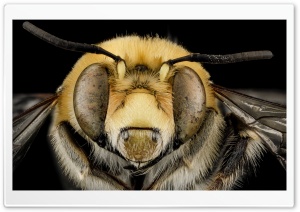 Anthophora Affabilis Bee Macro Photography Ultra HD Wallpaper for 4K UHD Widescreen desktop, tablet & smartphone
