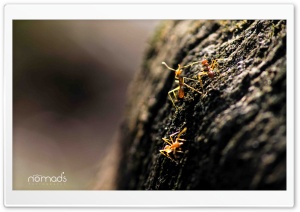 Ants Ultra HD Wallpaper for 4K UHD Widescreen desktop, tablet & smartphone