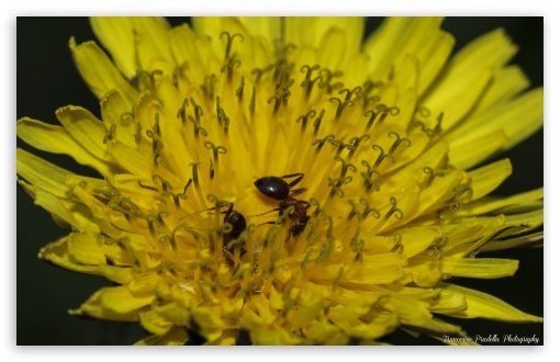 Ants on a yellow flower UltraHD Wallpaper for Wide 16:10 Widescreen WHXGA WQXGA WUXGA WXGA ; 8K UHD TV 16:9 Ultra High Definition 2160p 1440p 1080p 900p 720p ; Standard 4:3 Fullscreen UXGA XGA SVGA ; iPad 1/2/Mini ; Mobile 4:3 - UXGA XGA SVGA ;