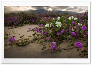 Anza Borrego Desert State Park, California Ultra HD Wallpaper for 4K UHD Widescreen desktop, tablet & smartphone