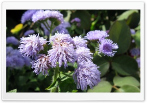 Anzali Flower Ultra HD Wallpaper for 4K UHD Widescreen desktop, tablet & smartphone
