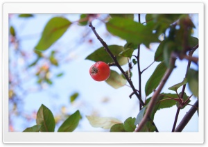 Apple Ultra HD Wallpaper for 4K UHD Widescreen desktop, tablet & smartphone
