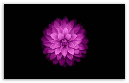 Apple - iOS Flower Ultra HD Desktop Background Wallpaper for 4K UHD TV :  Widescreen & UltraWide Desktop & Laptop : Tablet : Smartphone