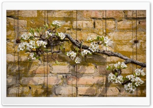 Apple Blossoms Branch Ultra HD Wallpaper for 4K UHD Widescreen desktop, tablet & smartphone