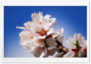 Apple Flowers Ultra HD Wallpaper for 4K UHD Widescreen desktop, tablet & smartphone
