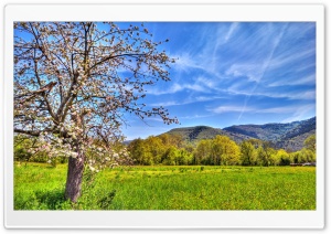 Apple Tree Ultra HD Wallpaper for 4K UHD Widescreen desktop, tablet & smartphone
