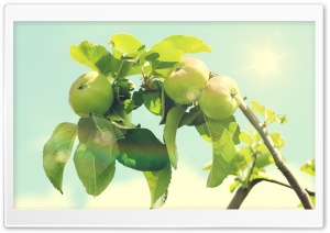 Apple Tree Ultra HD Wallpaper for 4K UHD Widescreen desktop, tablet & smartphone