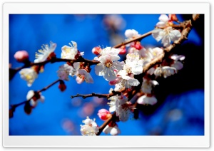 Apricot Flowers Ultra HD Wallpaper for 4K UHD Widescreen desktop, tablet & smartphone