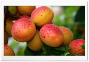 Apricot Tree Ultra HD Wallpaper for 4K UHD Widescreen desktop, tablet & smartphone