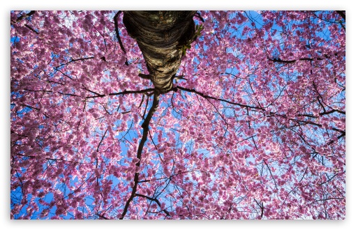 April, Pink Sakura, Tree, Nature Photography UltraHD Wallpaper for Wide 16:10 5:3 Widescreen WHXGA WQXGA WUXGA WXGA WGA ; UltraWide 21:9 24:10 ; 8K UHD TV 16:9 Ultra High Definition 2160p 1440p 1080p 900p 720p ; UHD 16:9 2160p 1440p 1080p 900p 720p ; Standard 4:3 5:4 3:2 Fullscreen UXGA XGA SVGA QSXGA SXGA DVGA HVGA HQVGA ( Apple PowerBook G4 iPhone 4 3G 3GS iPod Touch ) ; Smartphone 16:9 3:2 5:3 2160p 1440p 1080p 900p 720p DVGA HVGA HQVGA ( Apple PowerBook G4 iPhone 4 3G 3GS iPod Touch ) WGA ; Tablet 1:1 ; iPad 1/2/Mini ; Mobile 4:3 5:3 3:2 16:9 5:4 - UXGA XGA SVGA WGA DVGA HVGA HQVGA ( Apple PowerBook G4 iPhone 4 3G 3GS iPod Touch ) 2160p 1440p 1080p 900p 720p QSXGA SXGA ;