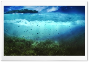 Aquatic Life Ultra HD Wallpaper for 4K UHD Widescreen desktop, tablet & smartphone