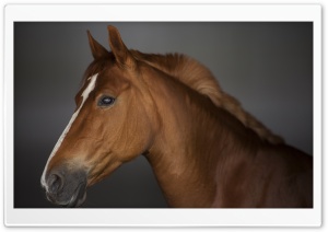 Arabian Horse Ultra HD Wallpaper for 4K UHD Widescreen desktop, tablet & smartphone