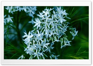 Arkansas Blue Star Ultra HD Wallpaper for 4K UHD Widescreen desktop, tablet & smartphone