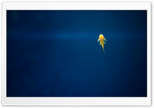 Armenia, Fish Ultra HD Wallpaper for 4K UHD Widescreen desktop, tablet & smartphone
