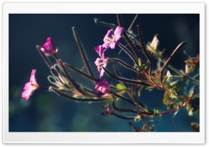 Armenia, Nadia Lake Flower Ultra HD Wallpaper for 4K UHD Widescreen desktop, tablet & smartphone