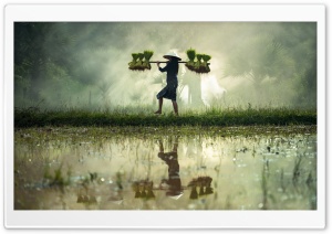 Asian Rice Farmer Ultra HD Wallpaper for 4K UHD Widescreen desktop, tablet & smartphone