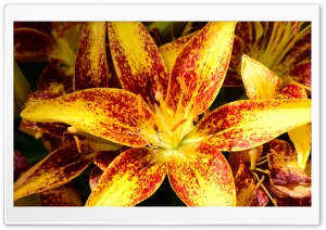 Asiatic Lily Ultra HD Wallpaper for 4K UHD Widescreen desktop, tablet & smartphone