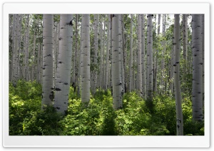Aspen Forest Trees, Colorado Ultra HD Wallpaper for 4K UHD Widescreen desktop, tablet & smartphone