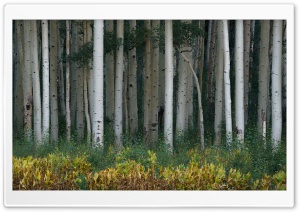Aspen Trees Ultra HD Wallpaper for 4K UHD Widescreen desktop, tablet & smartphone