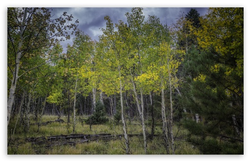 Aspen Trees Saplings UltraHD Wallpaper for Wide 16:10 5:3 Widescreen WHXGA WQXGA WUXGA WXGA WGA ; UltraWide 21:9 ; 8K UHD TV 16:9 Ultra High Definition 2160p 1440p 1080p 900p 720p ; Standard 4:3 5:4 3:2 Fullscreen UXGA XGA SVGA QSXGA SXGA DVGA HVGA HQVGA ( Apple PowerBook G4 iPhone 4 3G 3GS iPod Touch ) ; Smartphone 16:9 3:2 5:3 2160p 1440p 1080p 900p 720p DVGA HVGA HQVGA ( Apple PowerBook G4 iPhone 4 3G 3GS iPod Touch ) WGA ; Tablet 1:1 ; iPad 1/2/Mini ; Mobile 4:3 5:3 3:2 16:9 5:4 - UXGA XGA SVGA WGA DVGA HVGA HQVGA ( Apple PowerBook G4 iPhone 4 3G 3GS iPod Touch ) 2160p 1440p 1080p 900p 720p QSXGA SXGA ; Dual 16:10 5:3 16:9 4:3 5:4 3:2 WHXGA WQXGA WUXGA WXGA WGA 2160p 1440p 1080p 900p 720p UXGA XGA SVGA QSXGA SXGA DVGA HVGA HQVGA ( Apple PowerBook G4 iPhone 4 3G 3GS iPod Touch ) ;