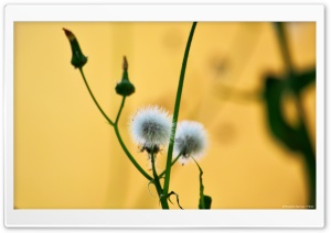 Asteraceae Ultra HD Wallpaper for 4K UHD Widescreen desktop, tablet & smartphone