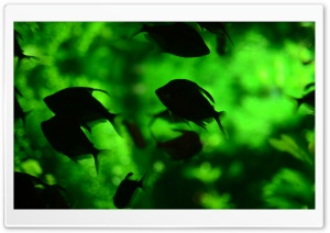 At The National Aquarium In Dc Ultra HD Wallpaper for 4K UHD Widescreen desktop, tablet & smartphone