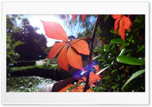 Autumn 2014 Background Ultra HD Wallpaper for 4K UHD Widescreen desktop, tablet & smartphone