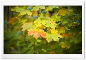 Autumn Again Ultra HD Wallpaper for 4K UHD Widescreen desktop, tablet & smartphone