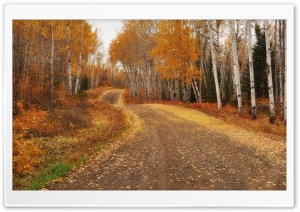 Autumn Birches Ultra HD Wallpaper for 4K UHD Widescreen desktop, tablet & smartphone