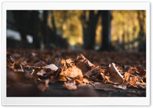 Autumn colors Ultra HD Wallpaper for 4K UHD Widescreen desktop, tablet & smartphone
