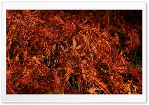 Autumn Colours Ultra HD Wallpaper for 4K UHD Widescreen desktop, tablet & smartphone