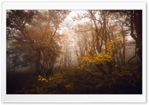 Autumn Deciduous Forest Ultra HD Wallpaper for 4K UHD Widescreen desktop, tablet & smartphone